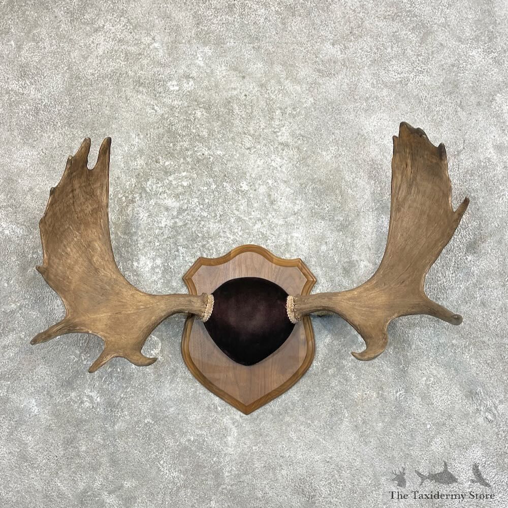 Moose Antler Plaque For Sale #27795 @ The Taxidermy Store