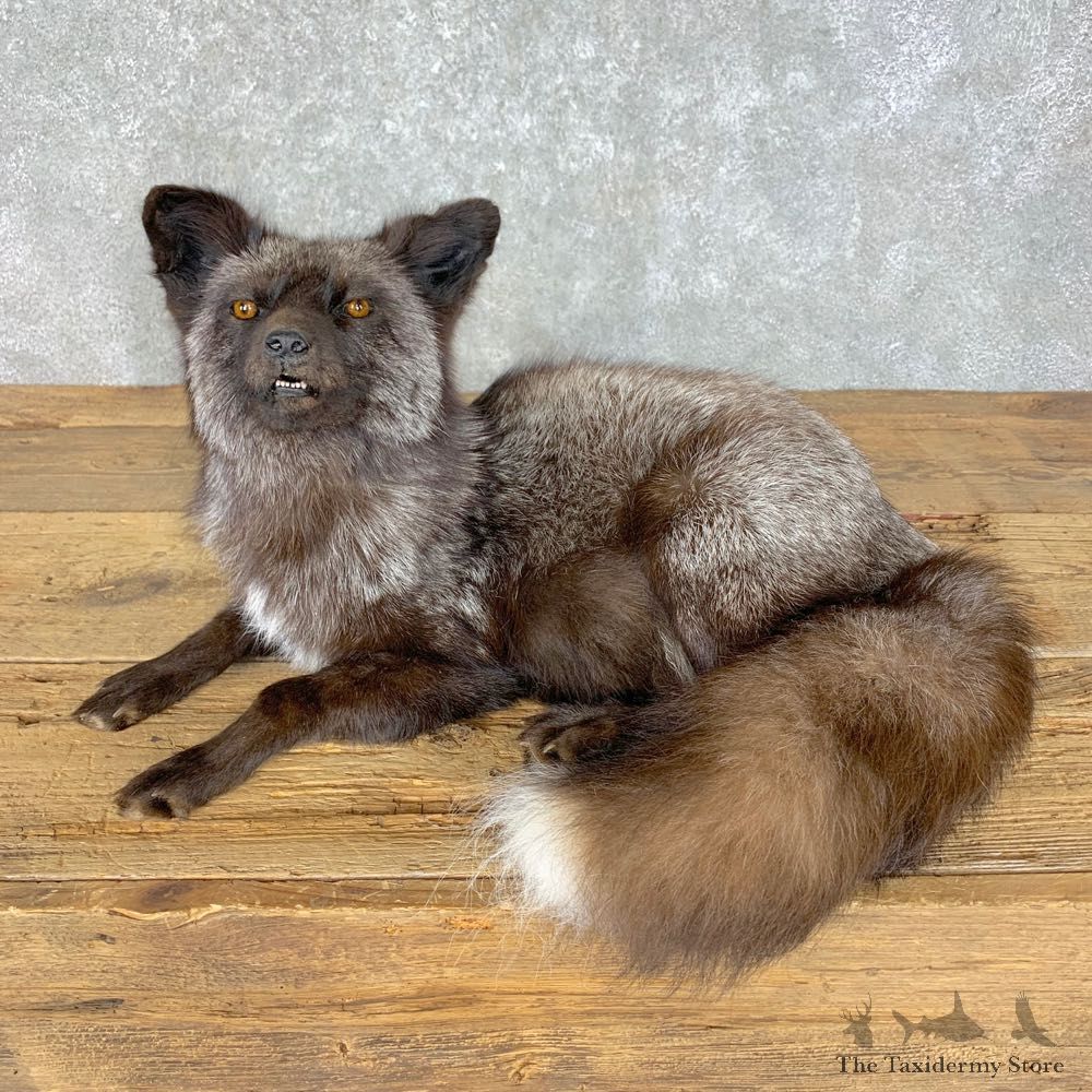 Silver Fox Life-Size Mount For Sale #23631 @ The Taxidermy Store