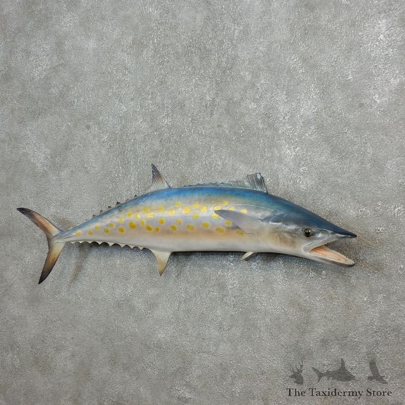 Replica Spanish Mackerel Taxidermy Fish Mount #17794 For Sale @ The Taxidermy Store