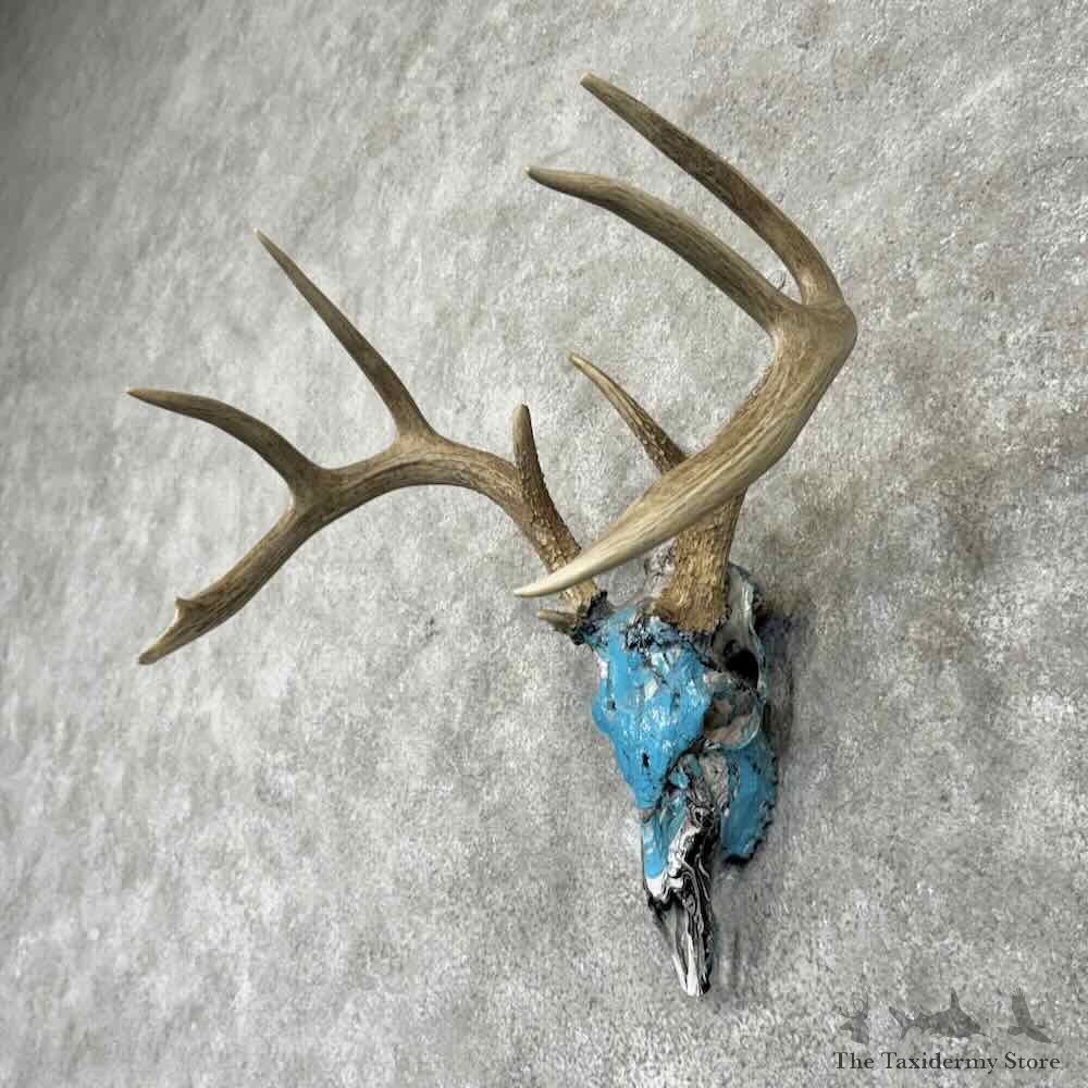 Whitetail Deer Skull European Mount For Sale #31665 @ The Taxidermy Store