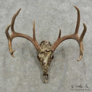 Whitetail Deer Skull European Mount For Sale #16917 @ The Taxidermy Store