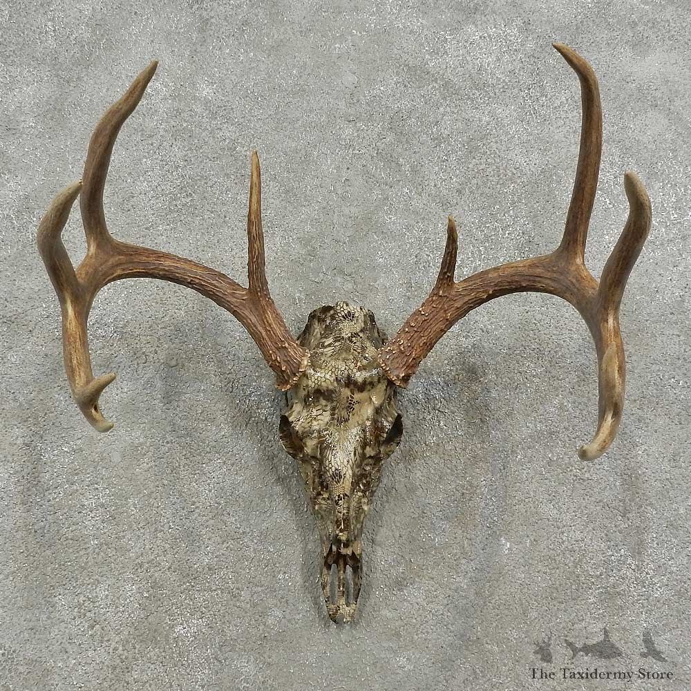 Whitetail Deer Skull European Mount For Sale #16917 @ The Taxidermy Store