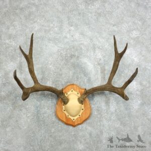 Mule Deer Taxidermy Antler Plaque #18340 For Sale @ The Taxidermy Store
