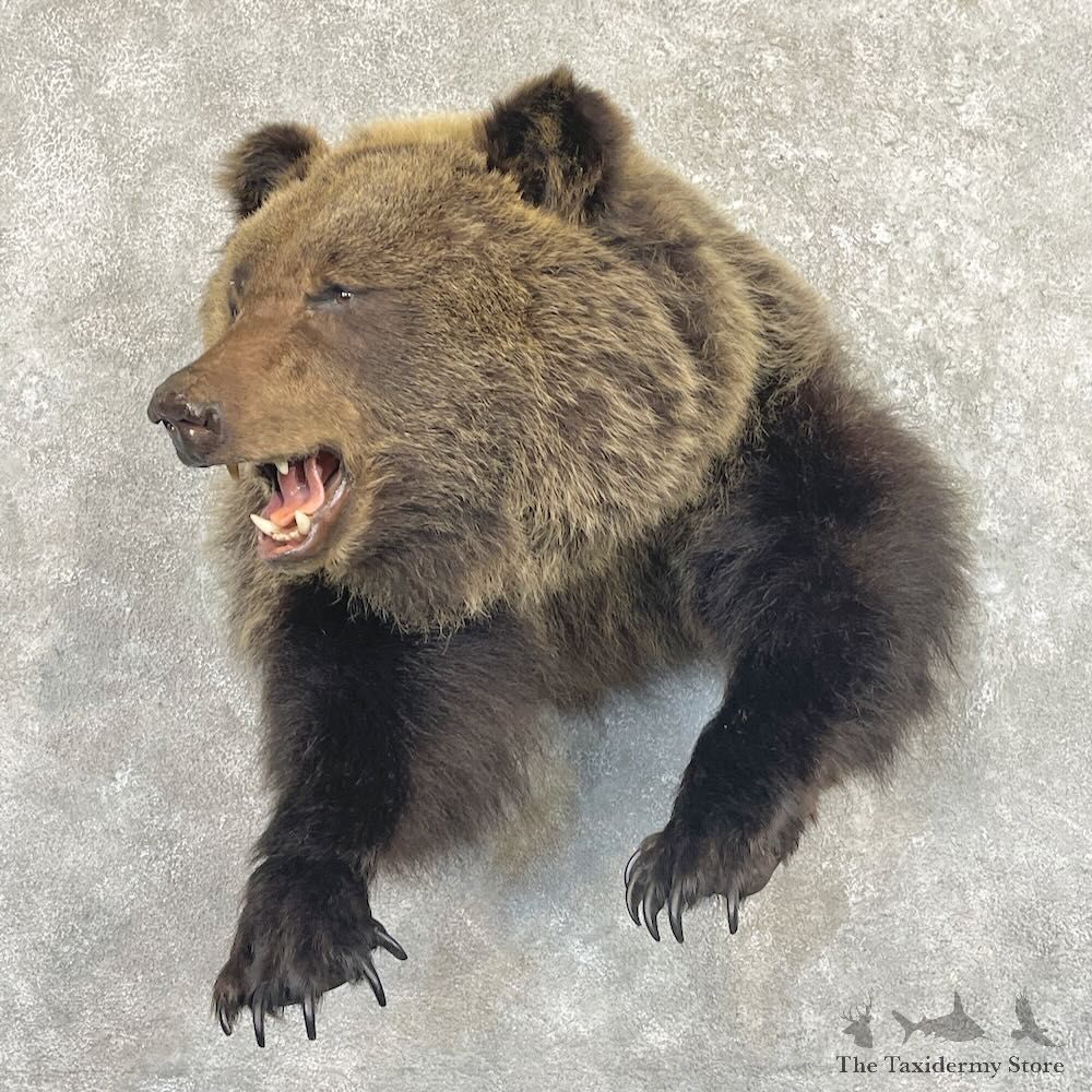 Grizzly Bear Half Life-Size Mount For Sale #27633 @ The Taxidermy Store