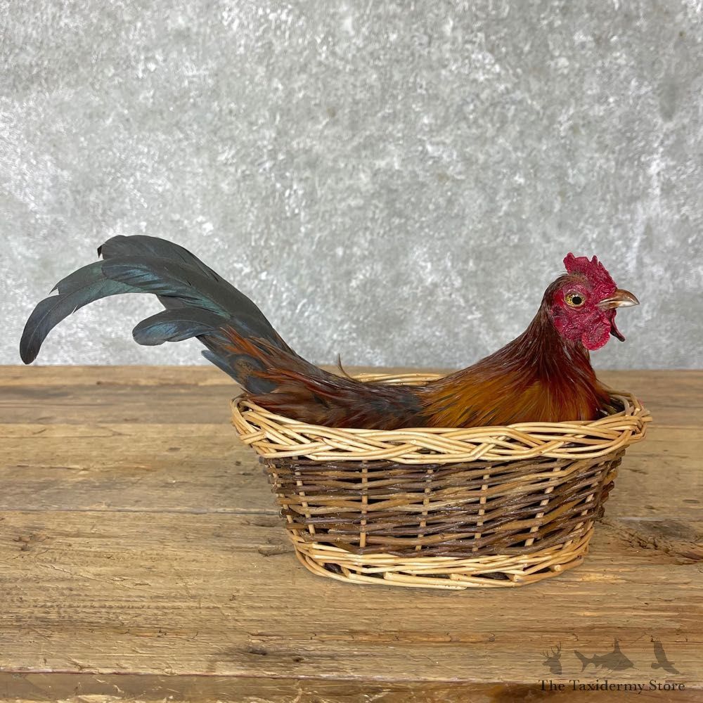 Domestic Chicken Rooster Bird Mount For Sale #24709 @ The Taxidermy Store