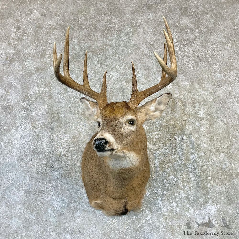 Whitetail Deer Shoulder Mount For Sale #26527 @ The Taxidermy Store