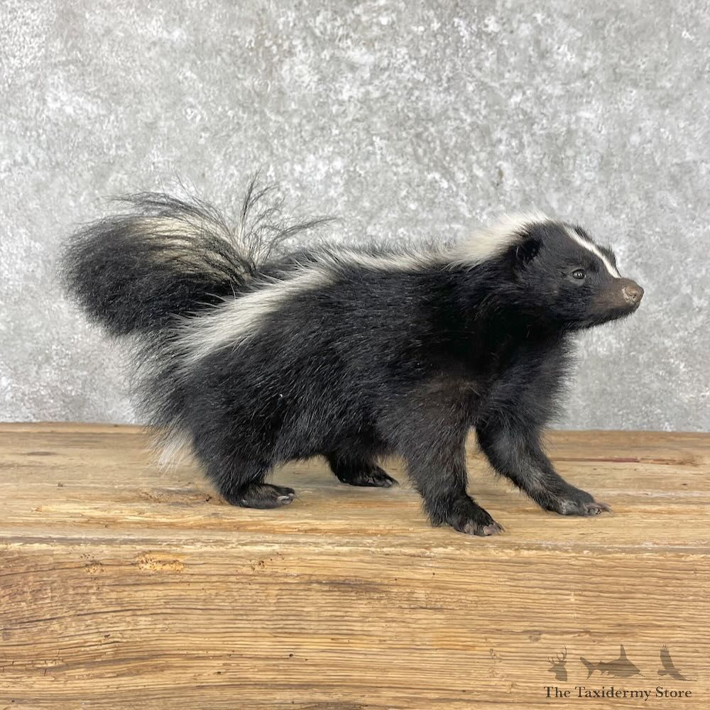 Striped Skunk Life-Size Mount For Sale #28044 @ The Taxidermy Store