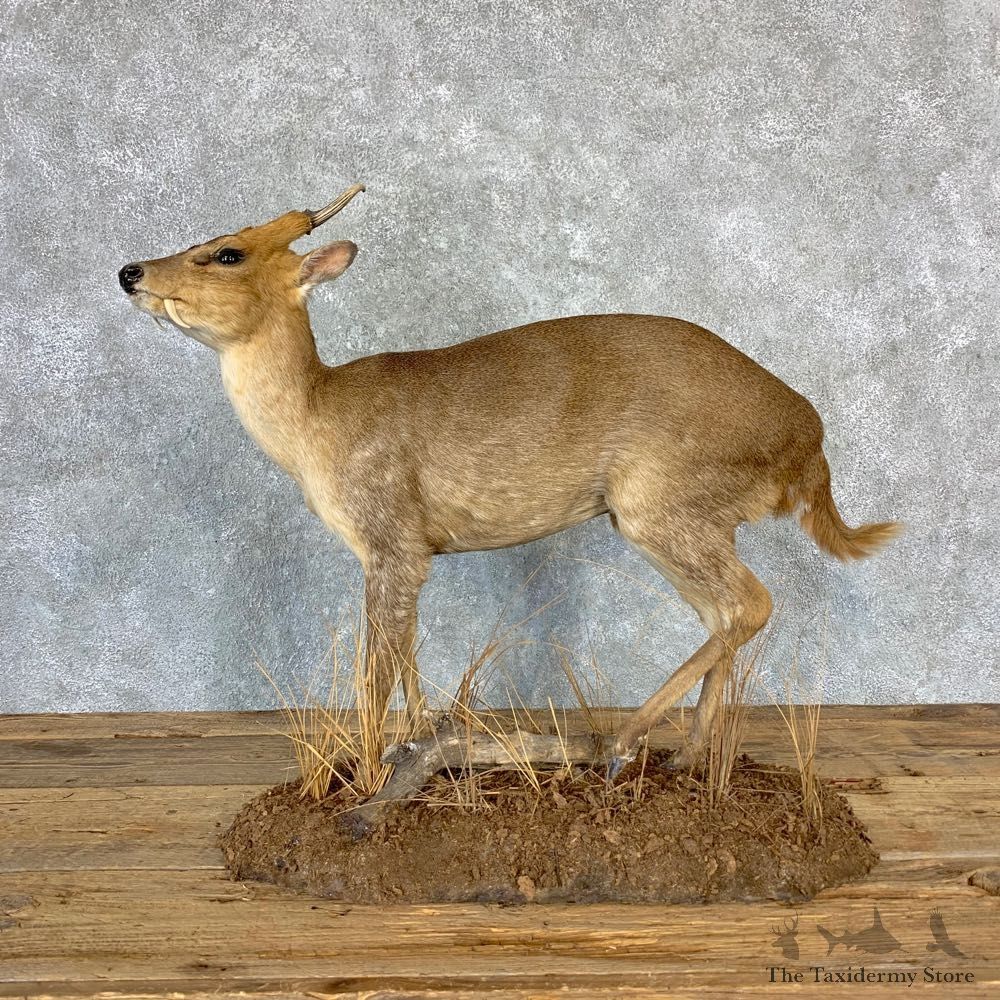 Reeves Muntjac Life-size Taxidermy Mount For Sale #23219 @ The Taxidermy Store