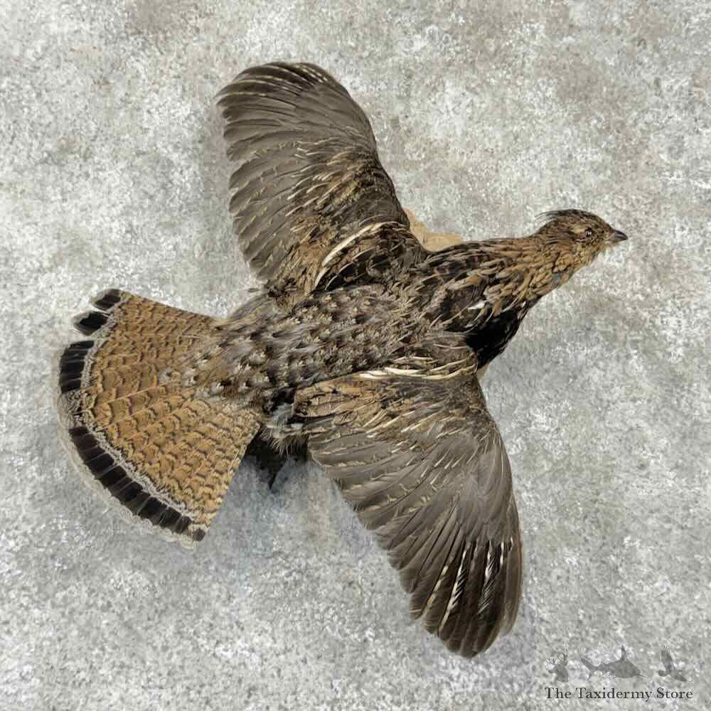 Ruffed Grouse Bird Mount For Sale #31711 @ The Taxidermy Store