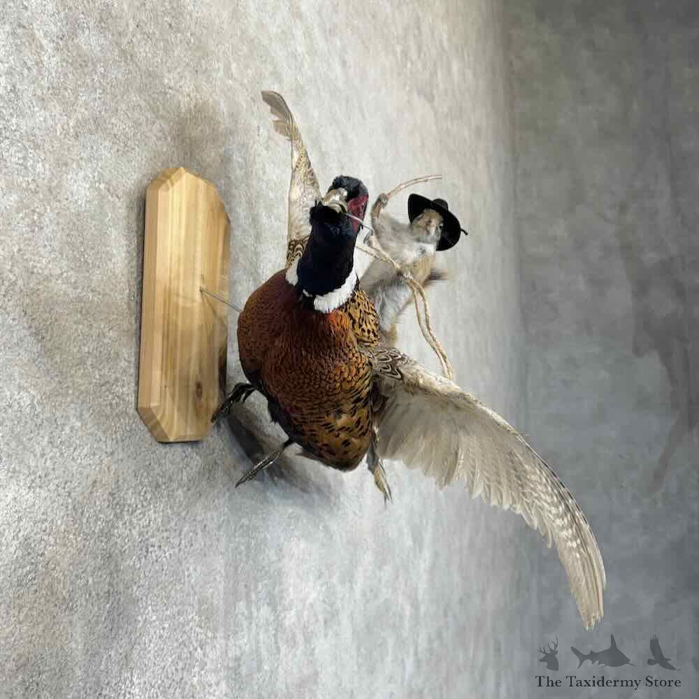 Red Squirrel & Ringneck Pheasant Novelty Mount For Sale #30576 @ The Taxidermy Store