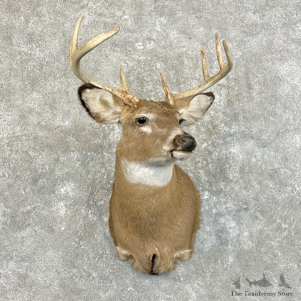 Whitetail Deer Shoulder Mount For Sale #27772 @ The Taxidermy Store