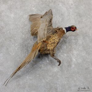 Ringneck Pheasant Bird Mount For Sale #19337 @ The Taxidermy Store