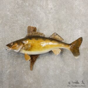 Walleye Taxidermy Fish Mount #20866 For Sale @ The Taxidermy Store