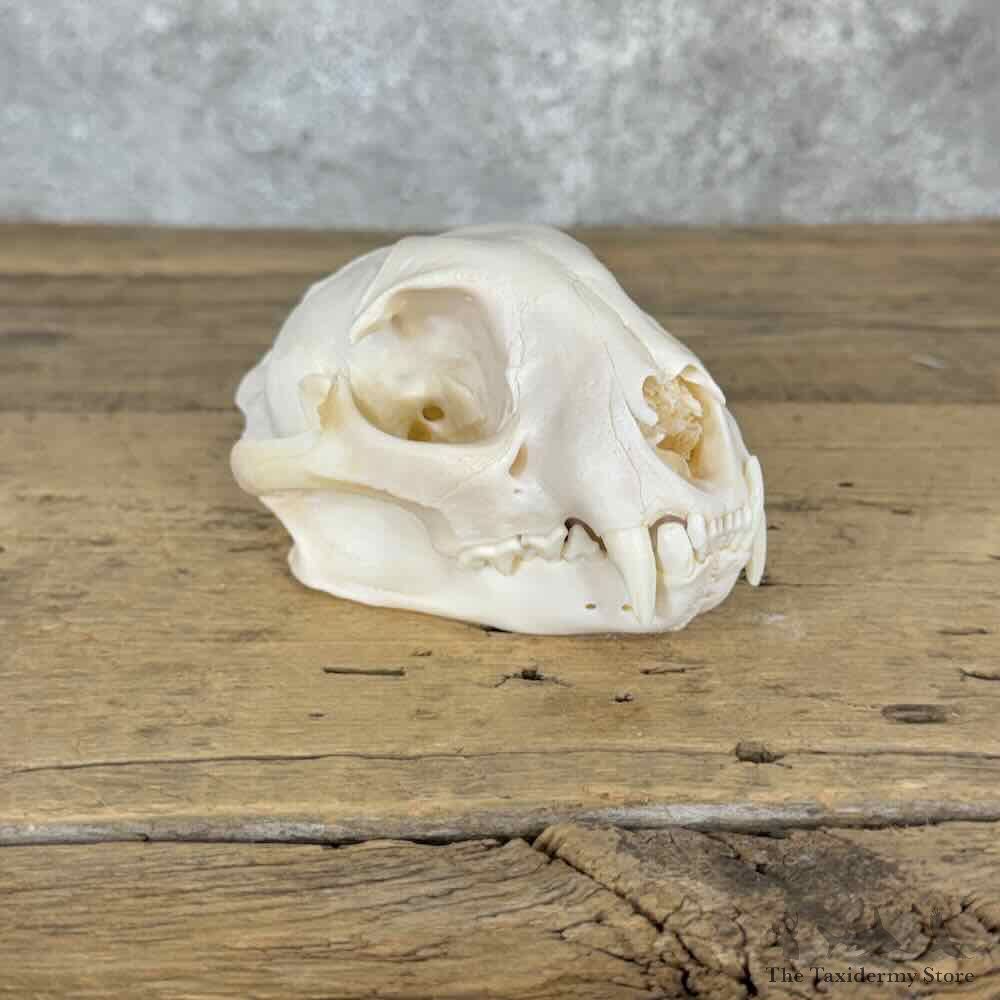 Bobcat Full Skull For Sale #32142 @ The Taxidermy Store