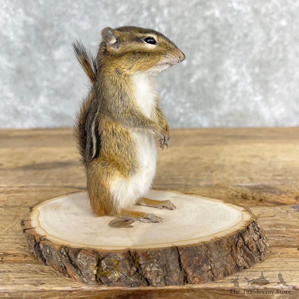 Chipmunk Life-Size Mount For Sale #24074 @ The Taxidermy Store
