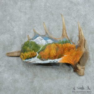 Painted Moose Antler Mount #13740 For Sale @ The Taxidermy Store