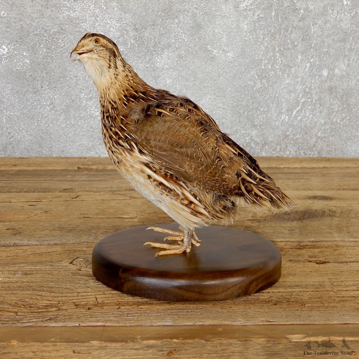 Cortunix Quail Bird Mount For Sale #19804 @ The Taxidermy Store