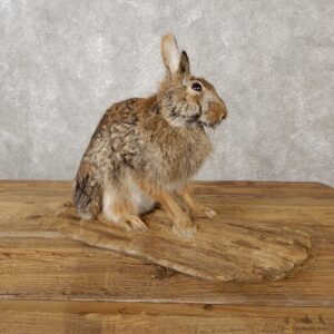 Life-size Cottontail Rabbit Taxidermy Mount For Sale #19082 @ The Taxidermy Store