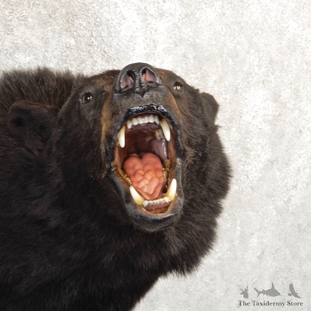 Black Bear Shoulder Mount For Sale #20786 @ The Taxidermy Store