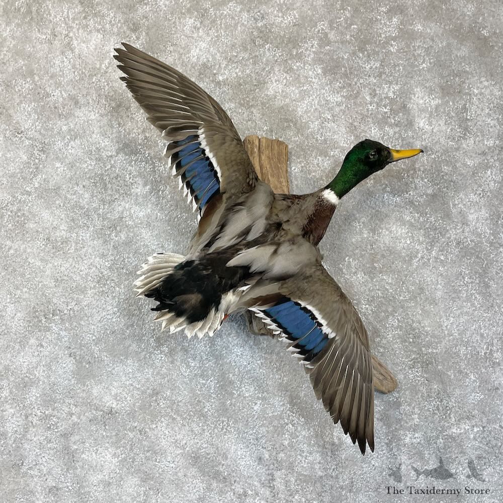 Mallard Duck Drake Mount For Sale #28325 @ The Taxidermy Store