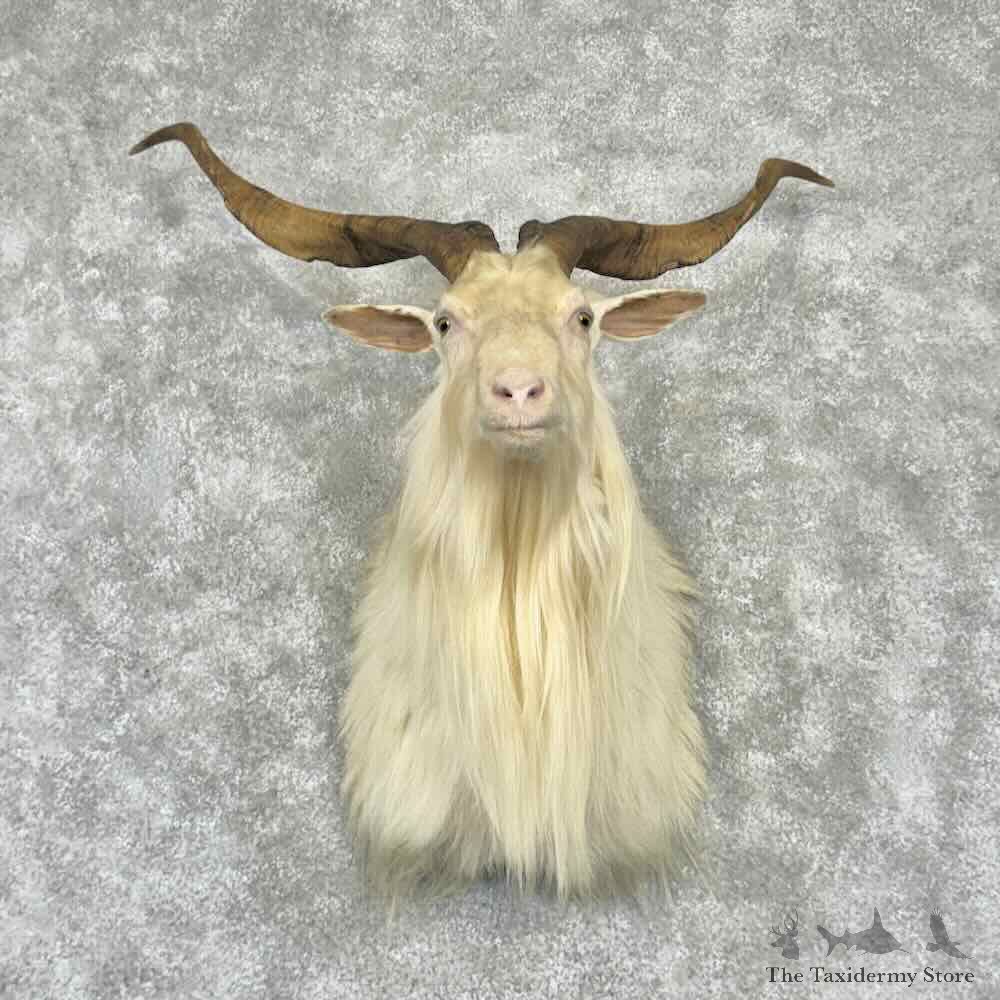 Feral Goat Shoulder Mount For Sale #31642 @ The Taxidermy Store