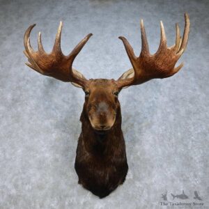 Moose Mount For Sale #15017 @ The Taxidermy Store