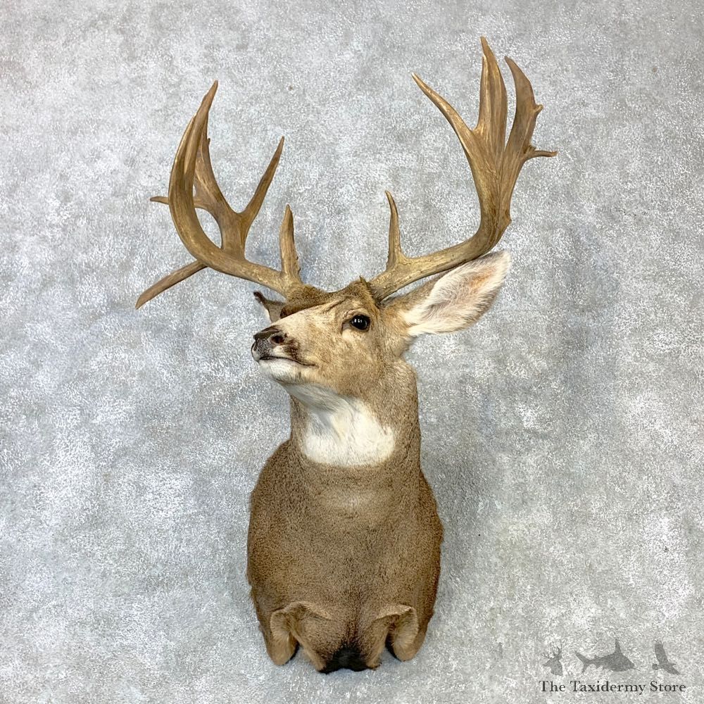 Mule Deer Shoulder Mount For Sale #23085 @ The Taxidermy Store