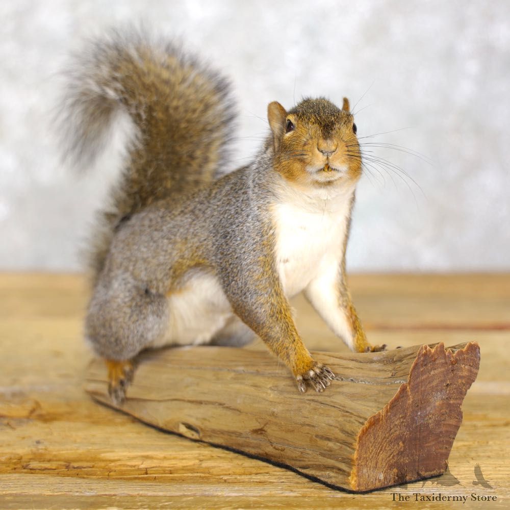 Grey Squirrel Life-Size Mount For Sale #22220 @ The Taxidermy Store