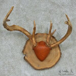Whitetail Deer Antlers Plaque Mount #13140 For Sale @ The Taxidermy Store