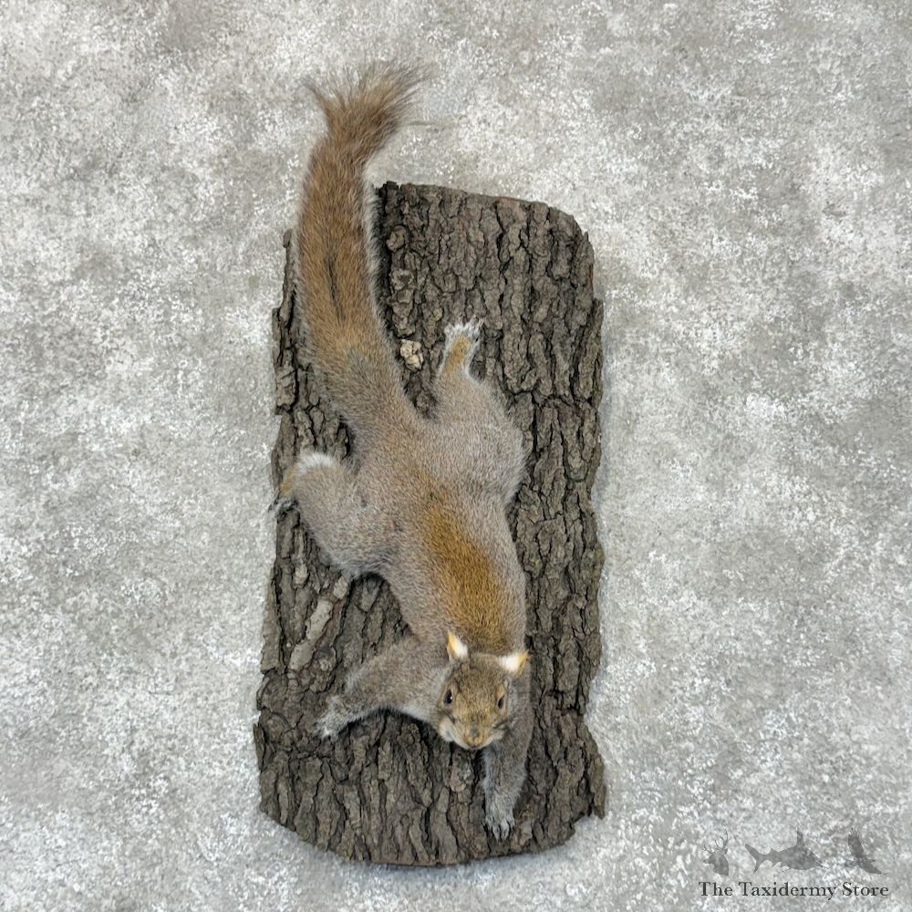 Grey Squirrel Life-Size Mount For Sale #29326 @ The Taxidermy Store