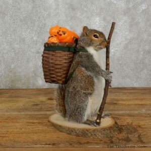 Hiking Squirrel Novelty Mount For Sale #17728 @ The Taxidermy Store