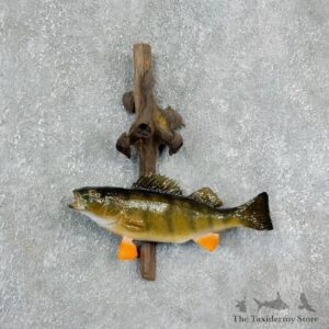 Yellow Perch Fish Mount For Sale #17940 @ The Taxidermy Store