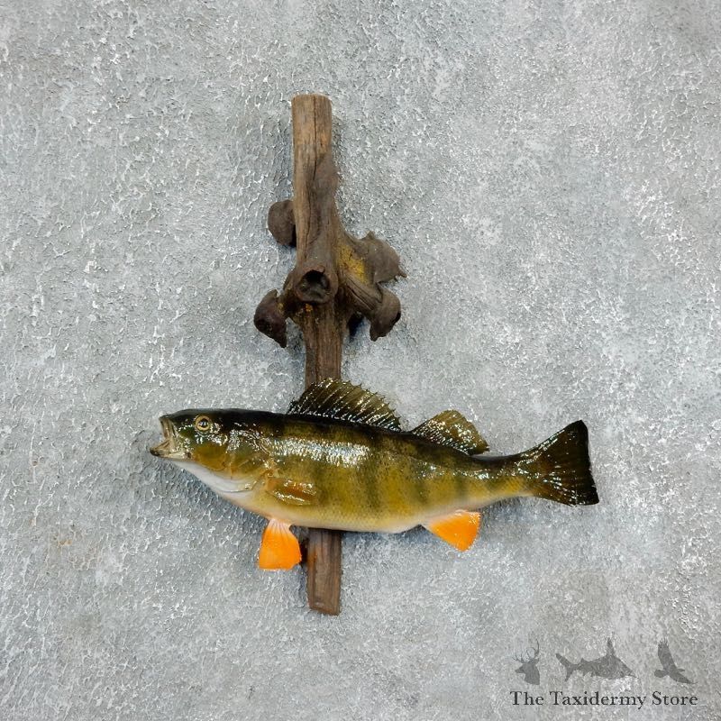 Yellow Perch Fish Mount For Sale #17940 @ The Taxidermy Store