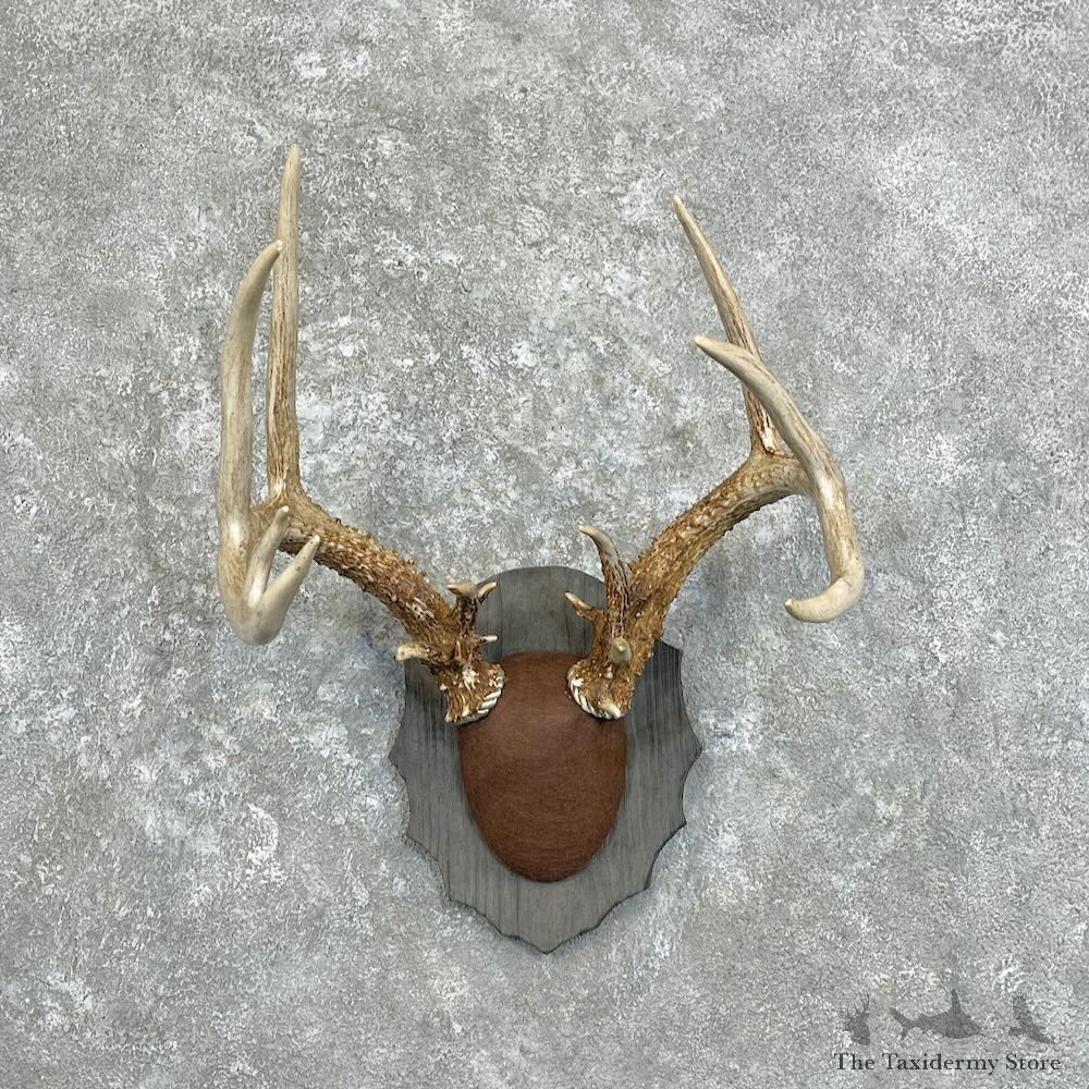 Whitetail Deer Antler Plaque Mount For Sale #27996 @ The Taxidermy Store