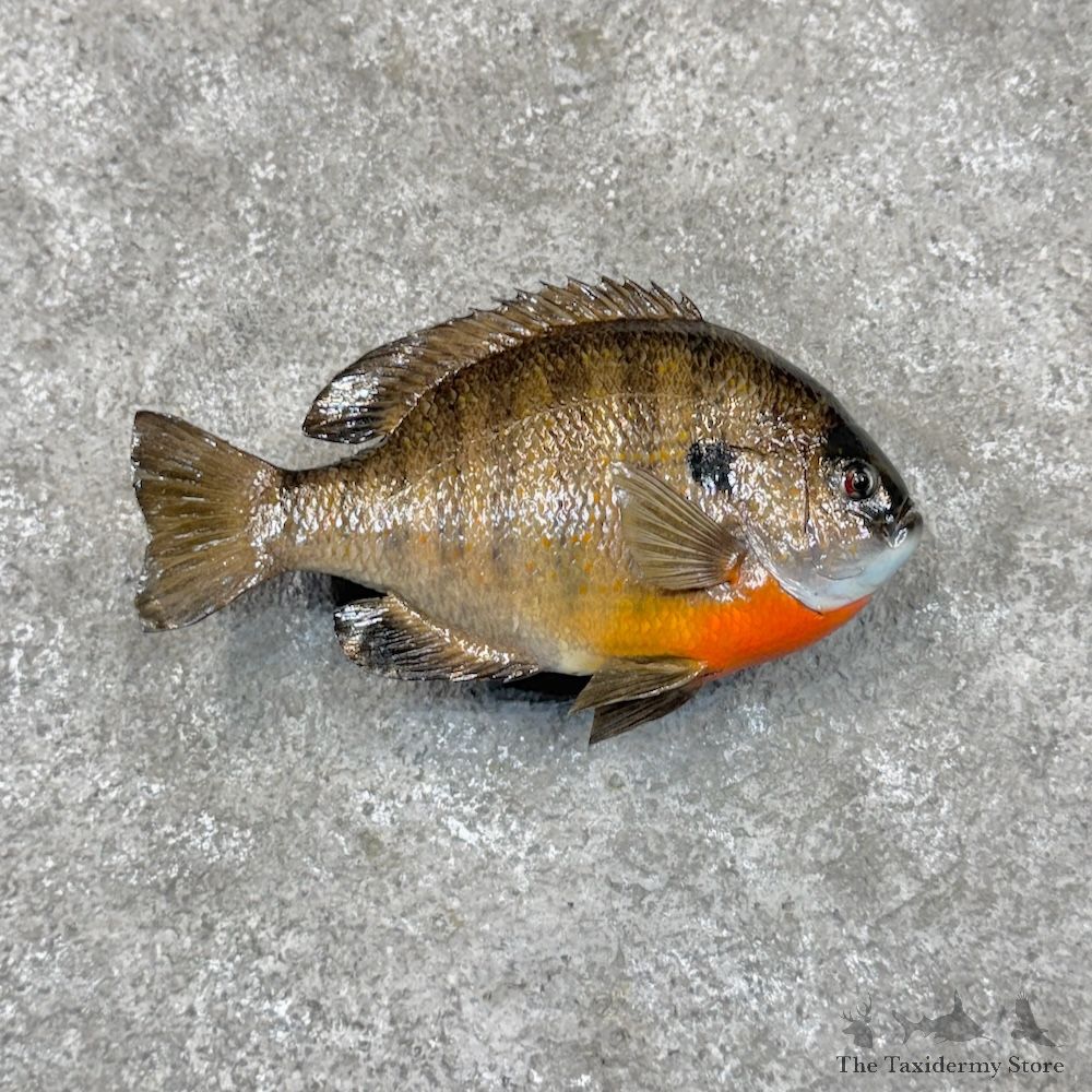 Bluegill Fish Mount For Sale #30071 @ The Taxidermy Store