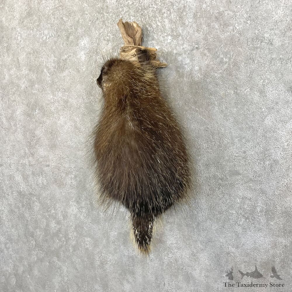 Porcupine Life-Size Taxidermy Mount For Sale #27773 - The Taxidermy Store