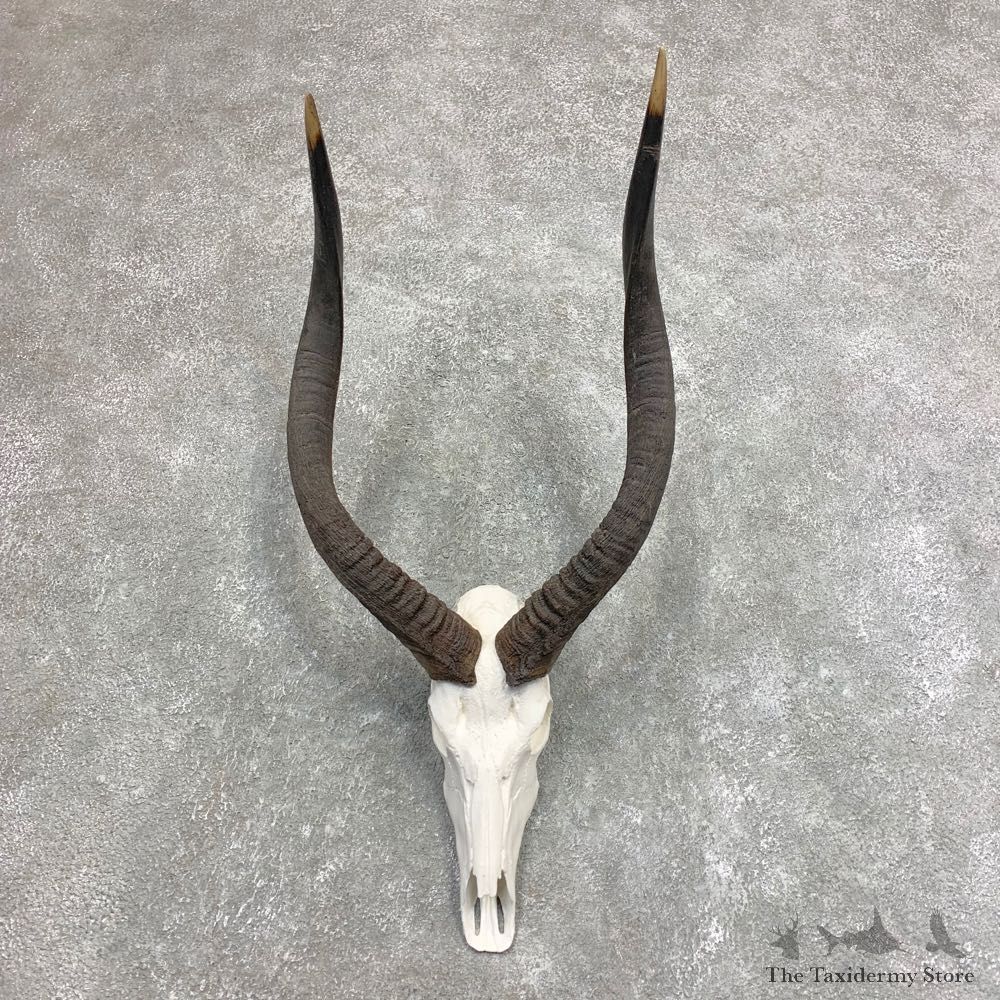 African Nyala Skull European Mount For Sale #21955 @ The Taxidermy Store