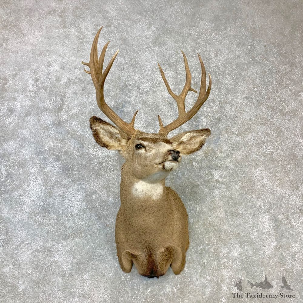 Rocky Mountain Mule Deer Shoulder Mount For Sale #23088 @ The Taxidermy Store