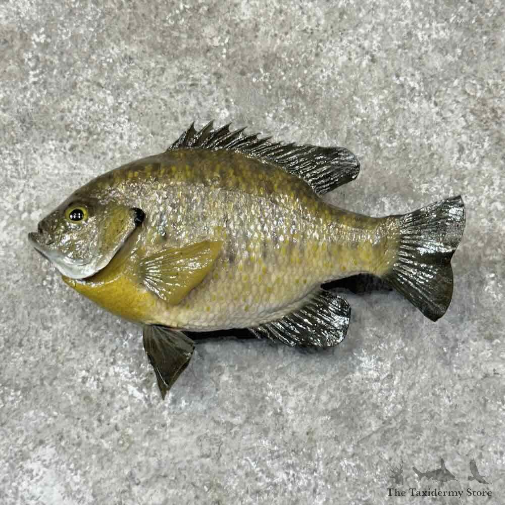 Bluegill Fish Mount For Sale #31293 @ The Taxidermy Store