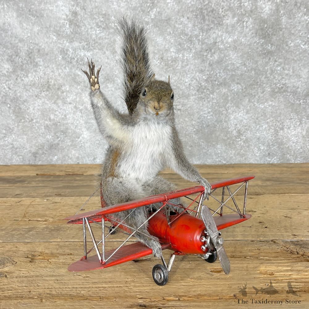 Novelty Grey Squirrel Mount For Sale #28364 @ The Taxidermy Store