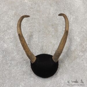 Pronghorn Taxidermy Horn Mount #19033 For Sale @ The Taxidermy Store