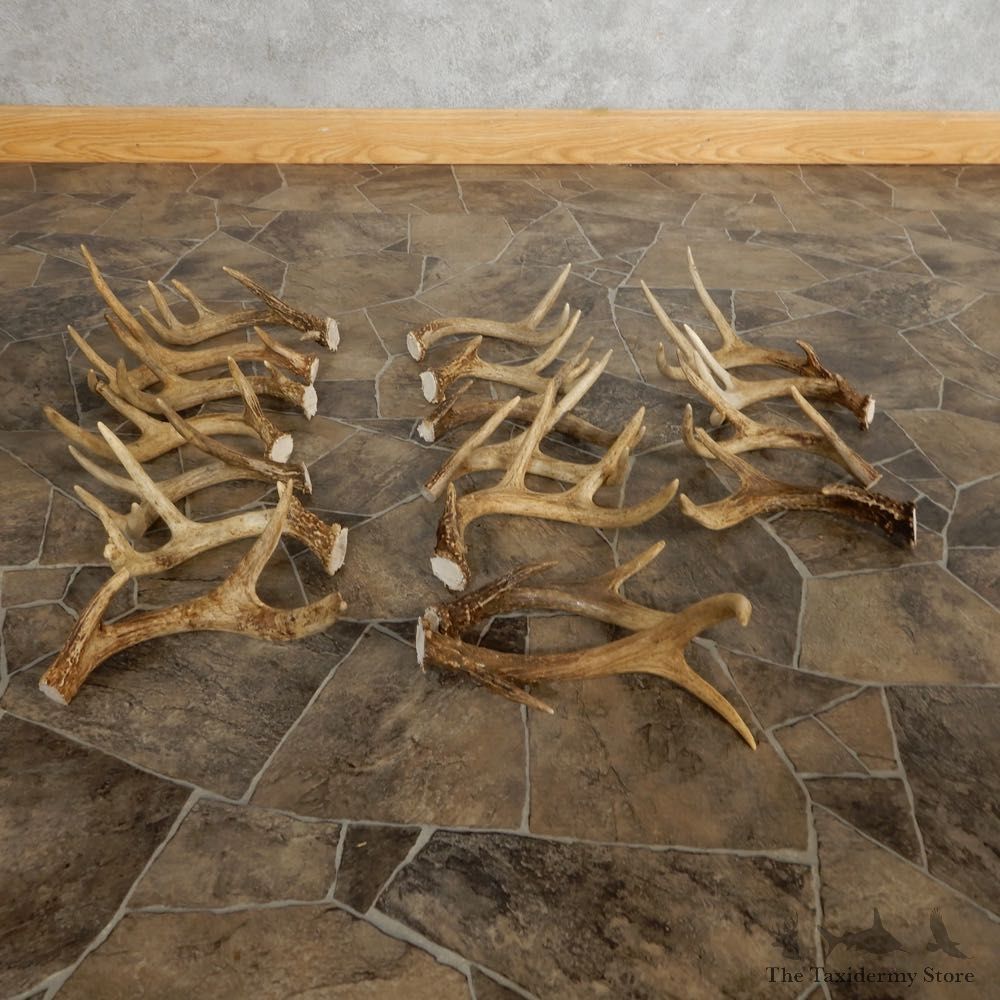 Whitetail Deer Antler Craft Pack For Sale #21326 @ The Taxidermy Store