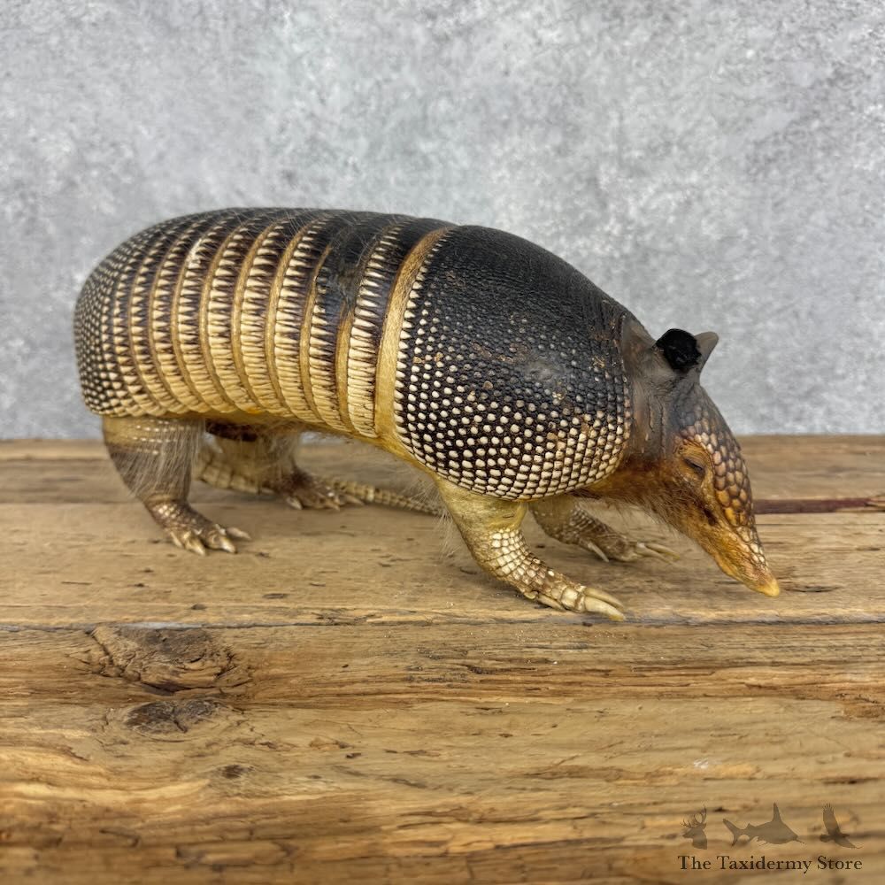 Armadillo Life Size Mount For Sale #32381 @ The Taxidermy Store