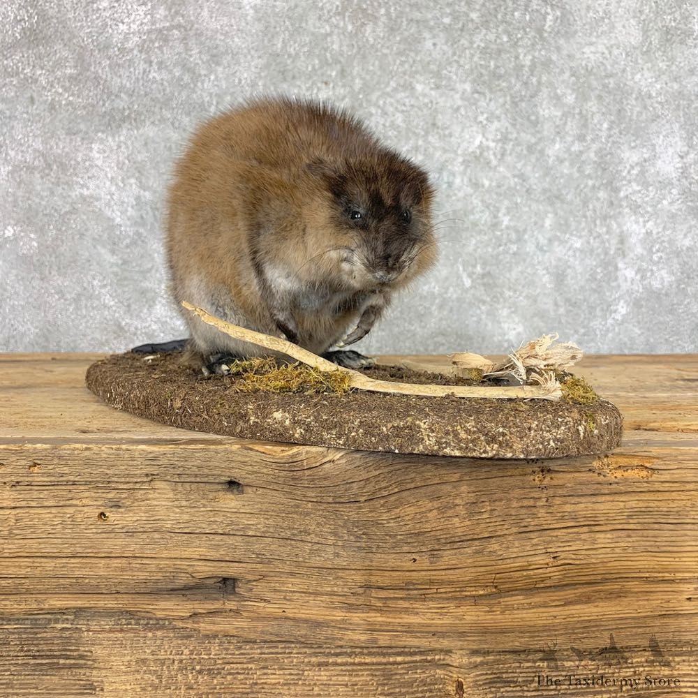 Muskrat Life Size Taxidermy Mount #22204 For Sale @ The Taxidermy Store