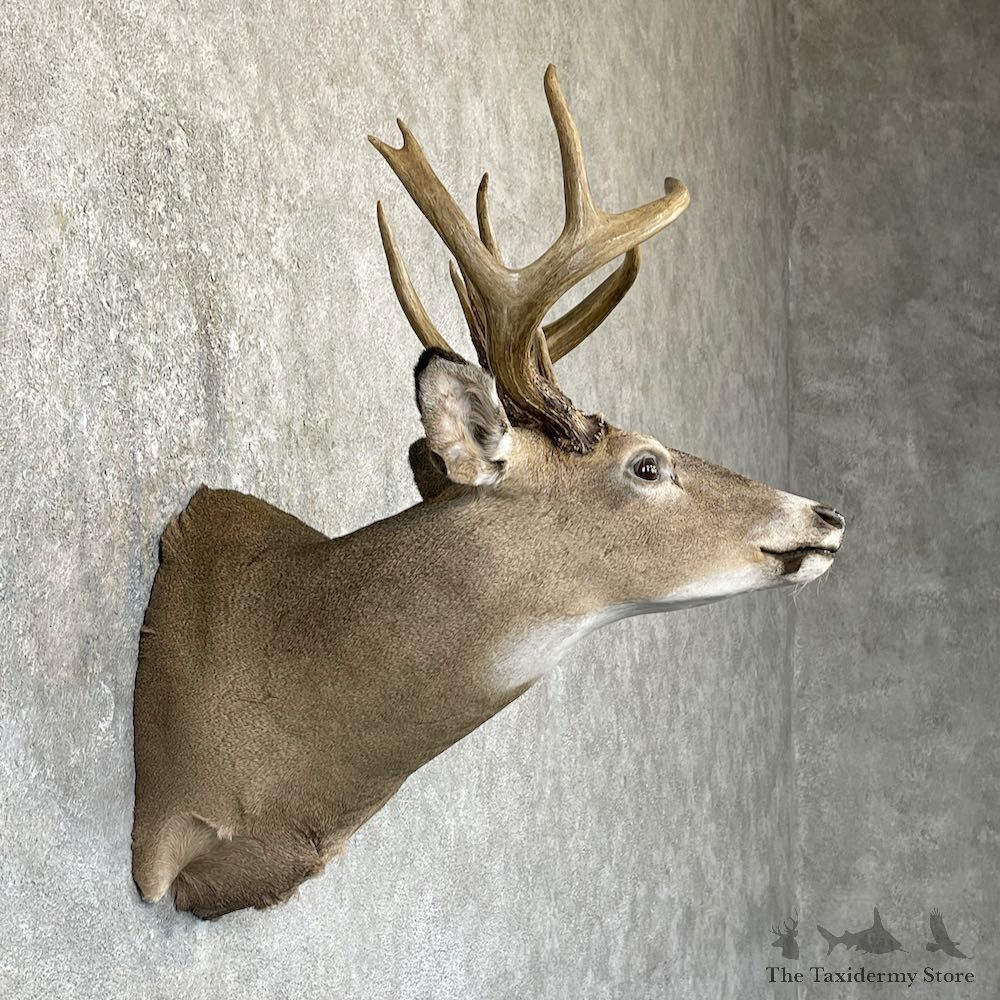 Whitetail Deer Shoulder Mount For Sale #26317 @ The Taxidermy Store