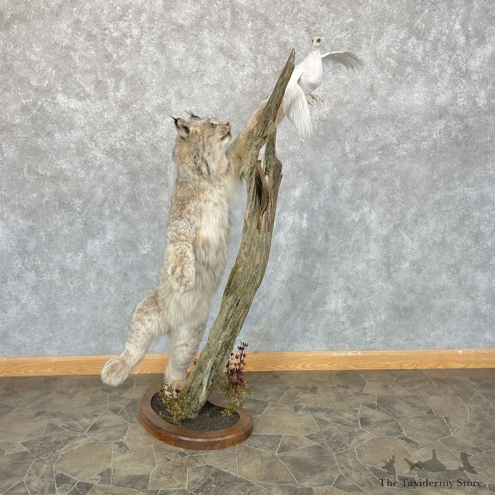 Alaskan Lynx & Ptarmigan Life-Size Mount For Sale #28699 @ The Taxidermy Store