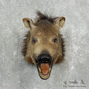 Peccary Taxidermy Mount For Sale #17670 @ The Taxidermy Store