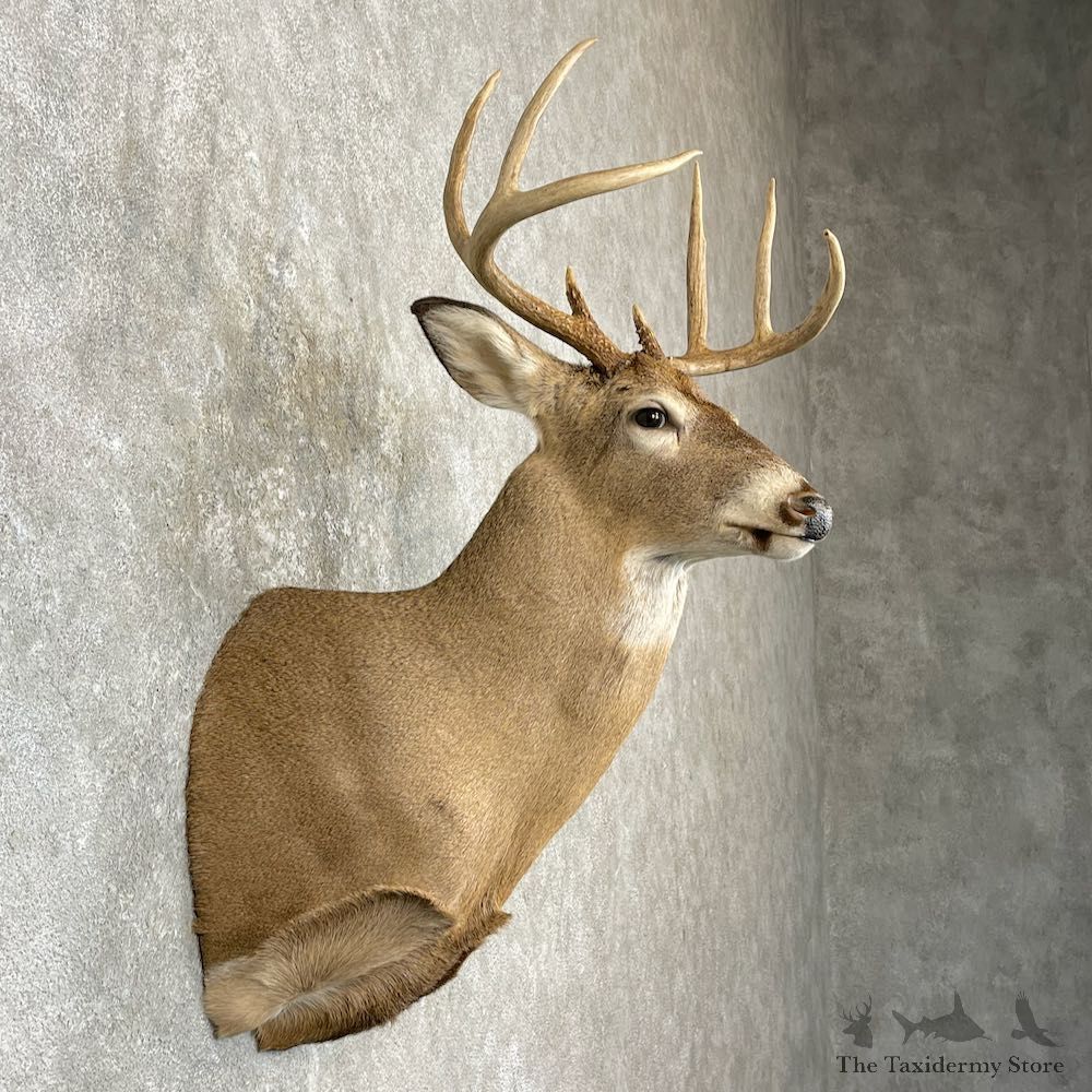 Whitetail Deer Shoulder Mount For Sale #27140 - The Taxidermy Store