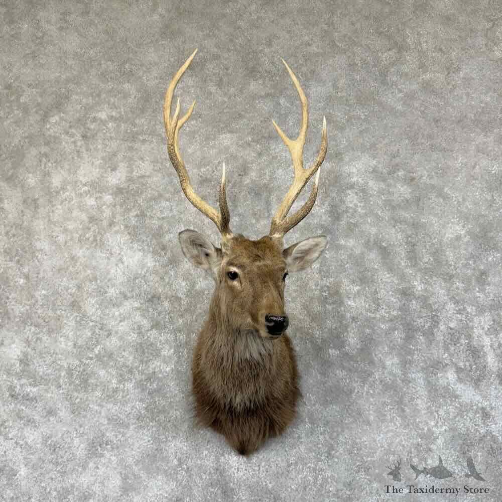 Japanese Sika Deer Shoulder Mount For Sale #31344 @ The Taxidermy Store