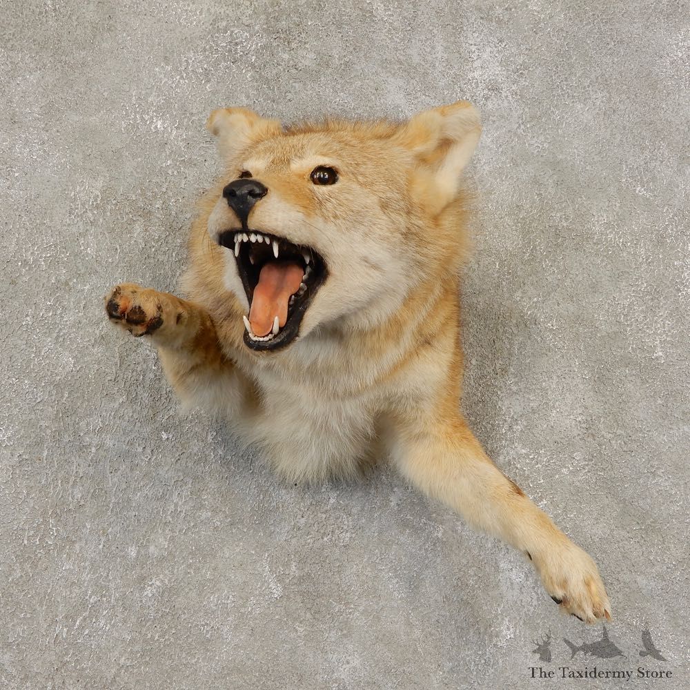Coyote Half Life-Size Mount For Sale #21451 @ The Taxidermy Store